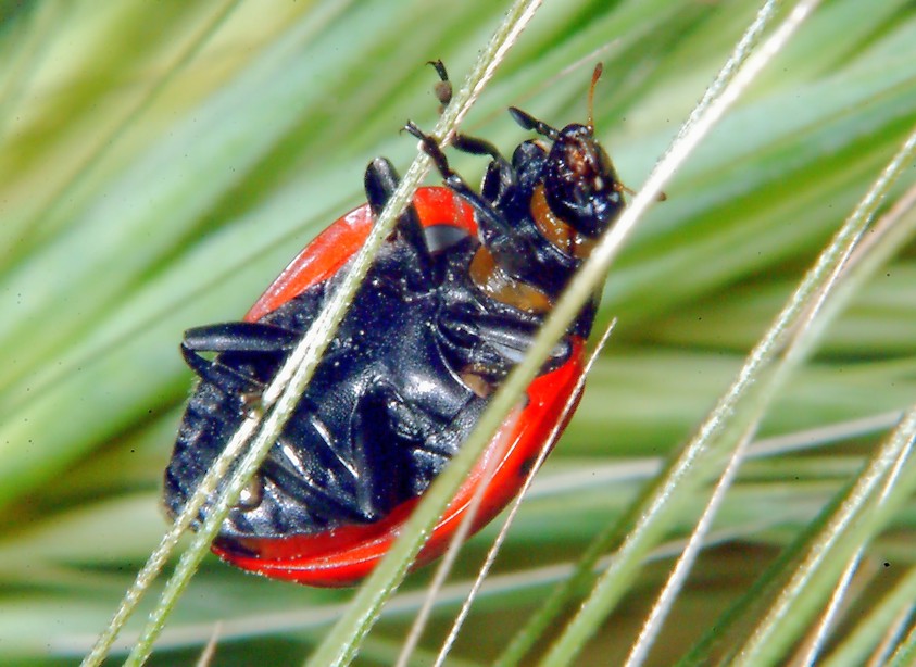 Per chi ama la macrofotografia